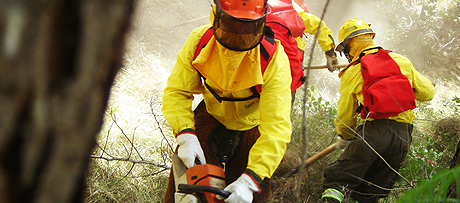 Brigadistas en labores de limpieza de monte