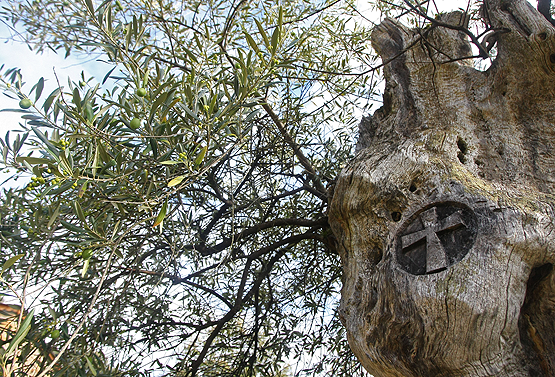 Marca de la Cruz de Santiago en un olivo centenario en la localidad del Bierzo Alto de Labaniego (C.Sánchez)