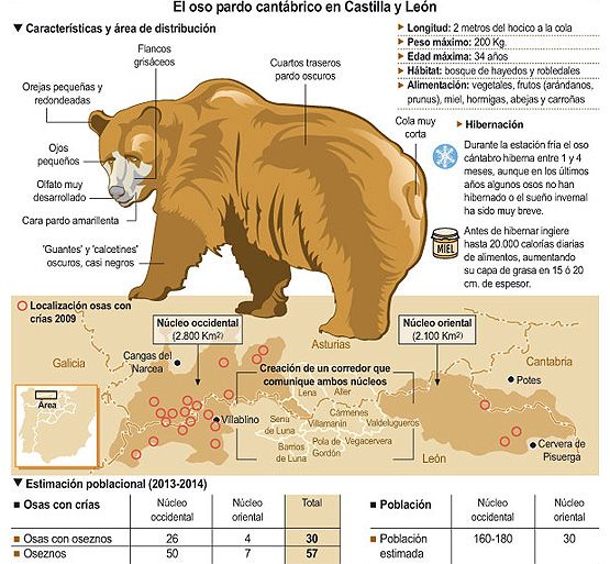  El oso pardo cantábrico en Castilla y León (F.S. /ICAL)