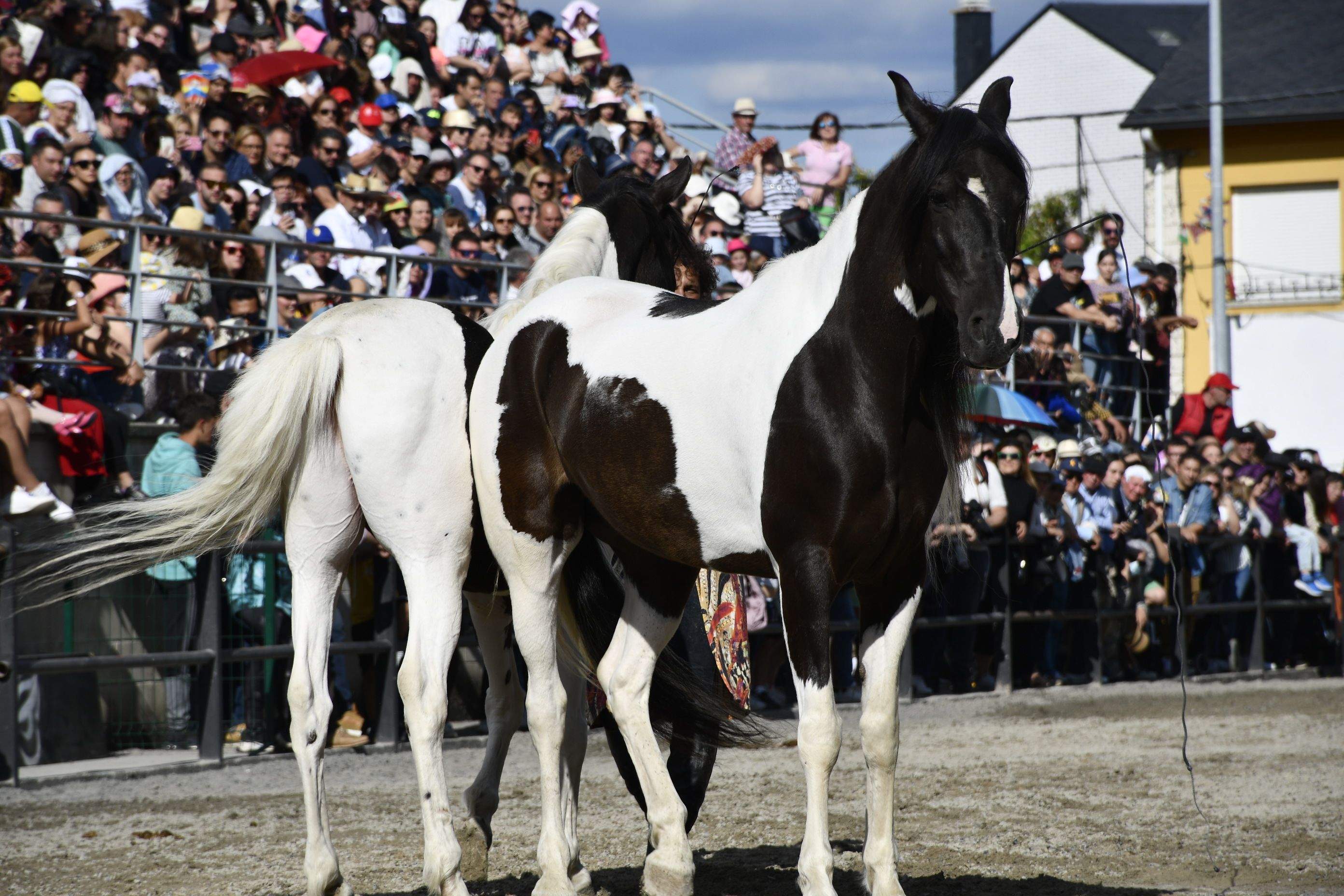 Feria del Caballo de Camponaraya 2023