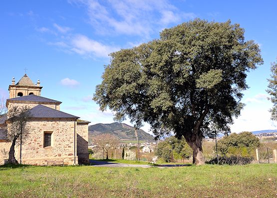 Encina de la iglesia de San Blas, en Campo