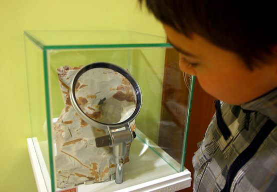 20-02-11 - César Sánchez - Fósil arácnido descubierto en uno de los yacimientos de la cuenca carbonífera del Bierzo en Torre del Bierzo (León) y que forma parte de la exposición “PINII SECUNDI”, instalada de forma permanente en el museo “Alto Bierzo” de Bembibre (León).