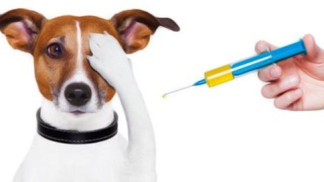 VACUNACION-2015-veterinariosolidario-2673877717