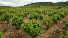 Viñedos del bierzo
