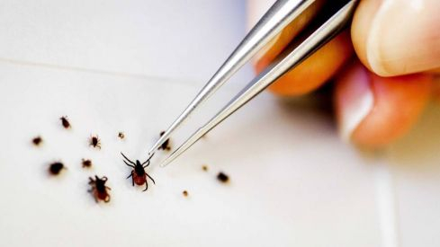 Encuentran en Ponferrada garrapatas con fiebre hemorrágica de Crimea-Congo