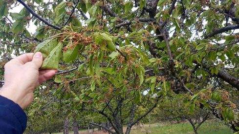 cerezas-bierzo-heladas1-955x716
