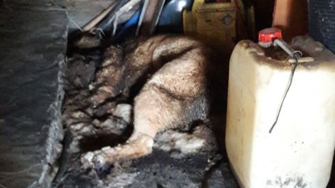 29-JUNIO-2017-FOTO-MASTIN-MALTRATADOdestacado