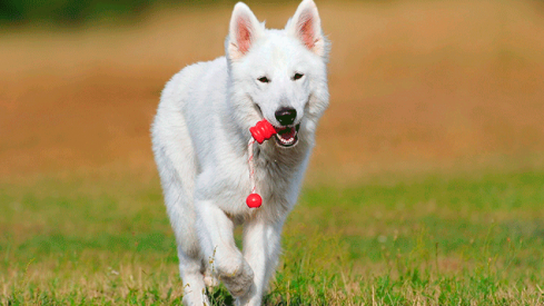 perros-Carracedelo635