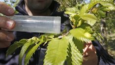 La Diputación de León destina más de 250.000 euros a la lucha contra la avispilla del castaño en El Bierzo