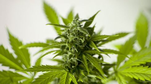 infobierzo_cannabisinfo