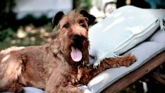 dogfriendlybierzo635