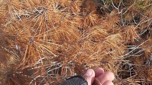 Enfermedad Pinos Insigne Bierzo 2018 635