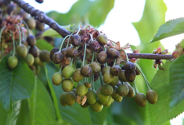 zona-catastrofica-bierzo-helada-cereza