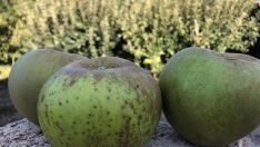 Manzana del Bierzo Manzana del Bierzo