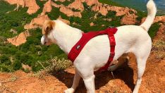 Pipper-en-las-médulas-650 Pipper-en-las-médulas-650