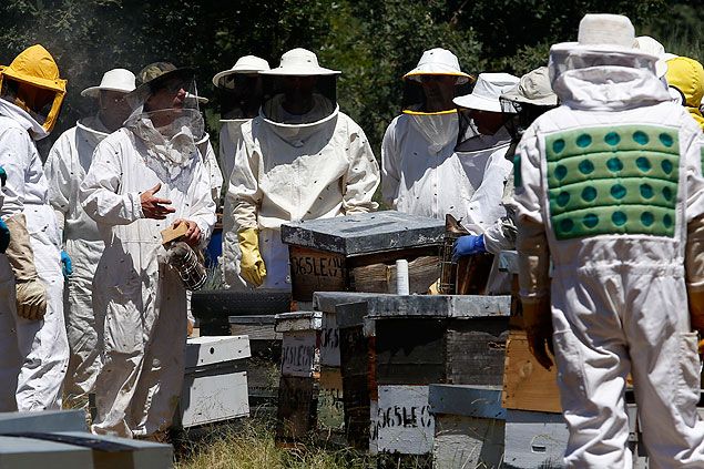 apicultura-1