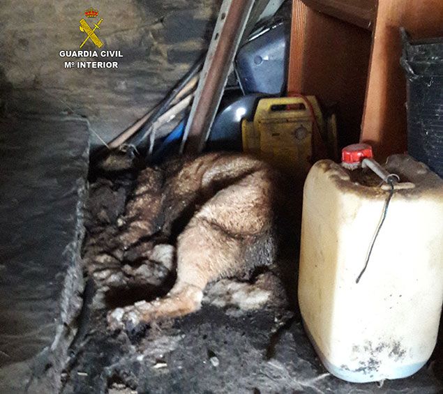 29-JUNIO-2017-FOTO-MASTIN-MALTRATADO635