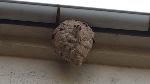 nido vespa velutina cacabelos 650