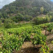 Viñedos del Bierzo