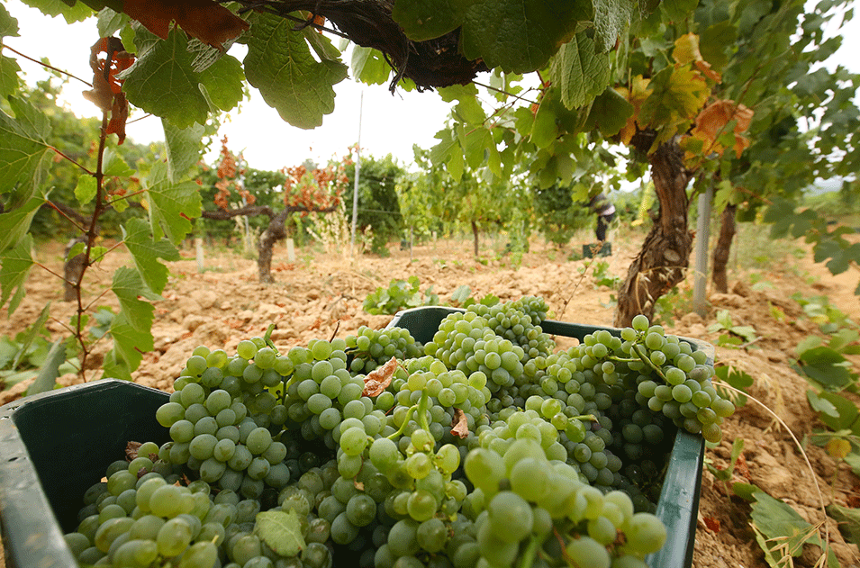 La DO Bierzo anuncia batalla "hasta el final" para evitar que la variedad autóctona del Godello se plante en Rueda y otras zonas vinícolas