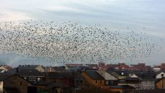 Ponferrada comienza una campaña de control de estorninos