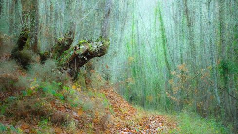 castañovillarbarrios