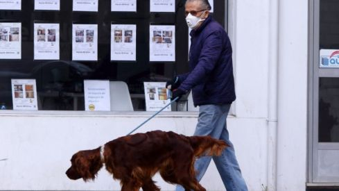 perros-980-955x720 (1)