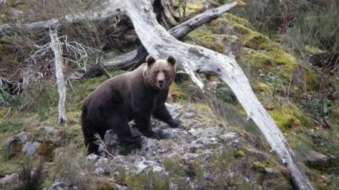 oso-pardo-kl7E-U501796137950cbC-624x385@El Norte