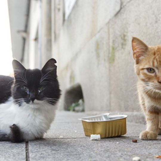 gatos callejeros gatos callejeros