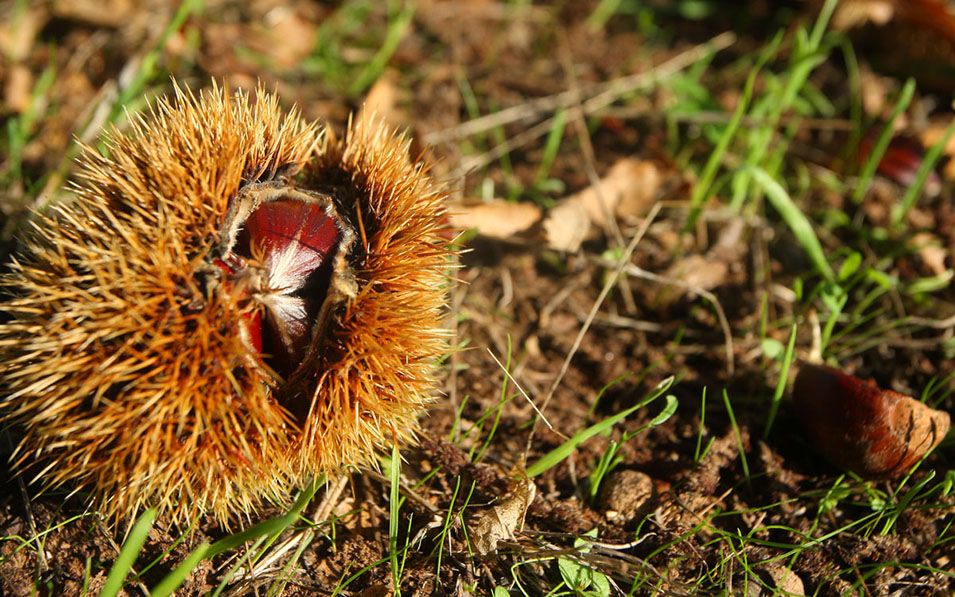 Castaña del Bierzo 2017 955 Castaña del Bierzo 2017 955