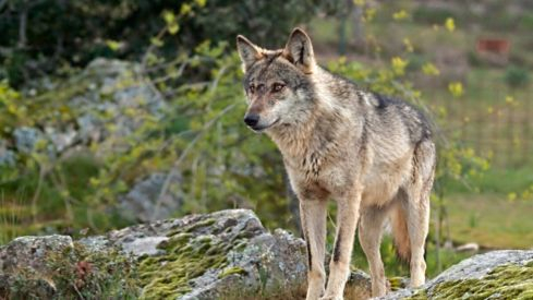 Los ataques del lobo al ganado en Castilla y León aumentaron un tercio entre 2021 y 2023, desde la protección estricta de la especie