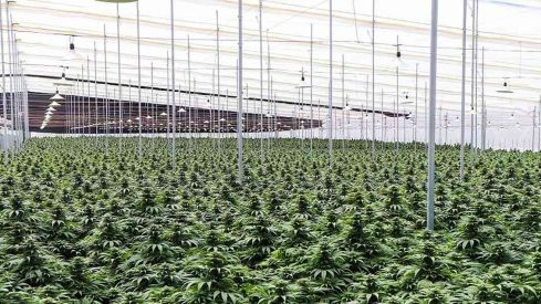 cleaver-leaver-cultivos