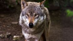 El lobo se expande en la provincia de León con 74 manadas y suma ya el 40% de los registrados en Castilla y León
