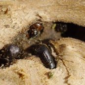 Aviso por el insecto del 'barreno' en plantaciones de peral y castaño en El Bierzo