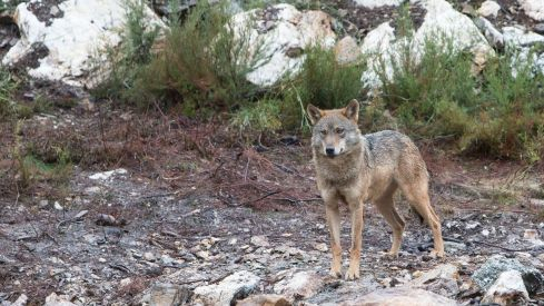 El Pacma convoca una concentración en Valladolid contra la caza de lobos al norte del Duero