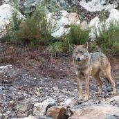 El Pacma convoca una concentración en Valladolid contra la caza de lobos al norte del Duero