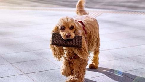 perro cartera 1