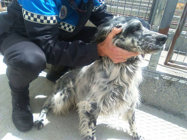 perrerasancristobal635