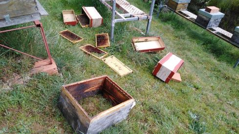 Imagen de archivo de ataques de osos a colmenas en los Montes Aquilianos