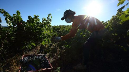 ayudas agricultura vendimia do bierzo 1200