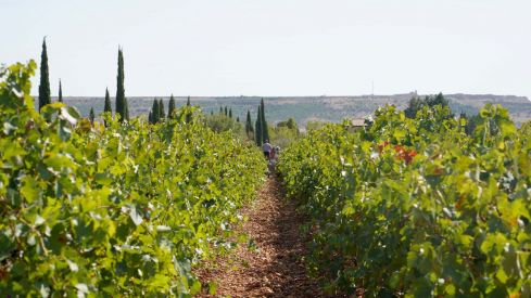 El frío y la humedad amenazan las viñas del Bierzo con la presencia del hongo mildiu