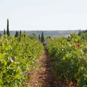 El frío y la humedad amenazan las viñas del Bierzo con la presencia del hongo mildiu