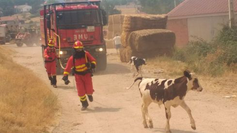 Foto archivo del incendio en Navalacruz con los animales corriendo
