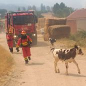 Foto archivo del incendio en Navalacruz con los animales corriendo