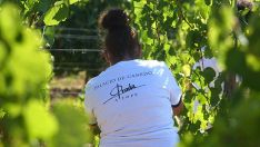 Vendimia en el Palacio de Canedo, Prada A Tope