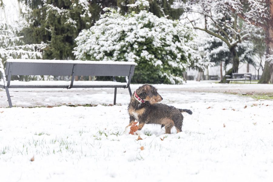 Primera Nevada Ponferrada 13 Ene 2018 900_42