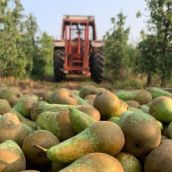 Imagen de la recogida de pera en El Bierzo