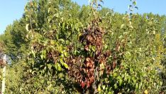 Fuego bacteriano en frutales