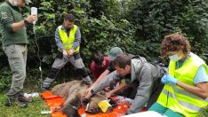 Captura y radiomarcaje de una hembra de oso pardo en la zona del Alto Sil (León) Captura y radiomarcaje de una hembra de oso pardo en la zona del Alto Sil (León)