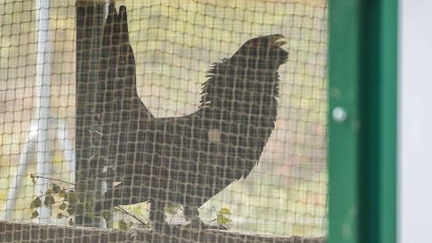 Suárez-Quiñones visita el nuevo Centro de Cría del Urogallo de Valsemana (León)